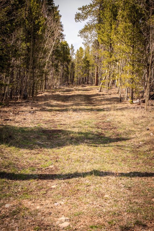 A path through the woods